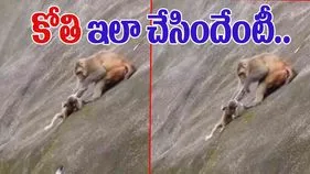 Monkey Shocking Video: కళ్లతో చూస్తే గానీ నమ్మలేరు.. కొండపై ఈ కోతి చేసిన పని చూస్తే.. 