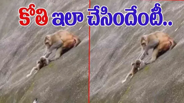 Monkey Shocking Video: కళ్లతో చూస్తే గానీ నమ్మలేరు.. కొండపై ఈ కోతి చేసిన పని చూస్తే.. 