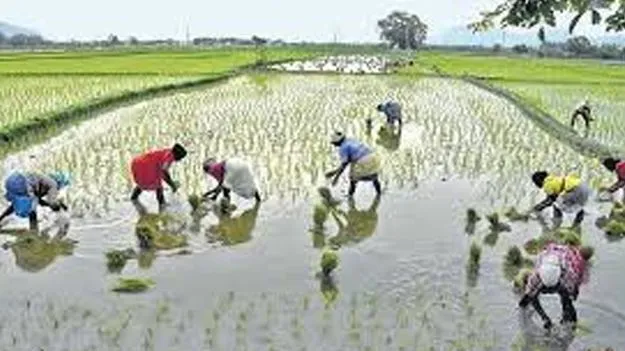 Kharif Crop: 99 శాతం వానాకాలం పంటల సాగు!