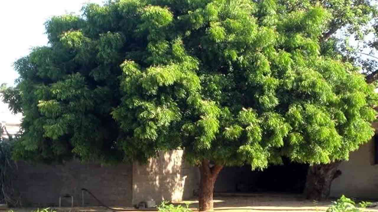 Snake Repellent Tips: పాములు రాకుండా ఉండాలంటే.. మీ ఇంటి చుట్టూ ఉండే ఈ చెట్లను వెంటనే పీకేయండి..