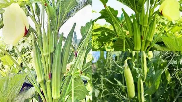 Benefits of Okra Cultivation: అన్నదాతలకు సిరులు కురిపిస్తున్న బెండ
