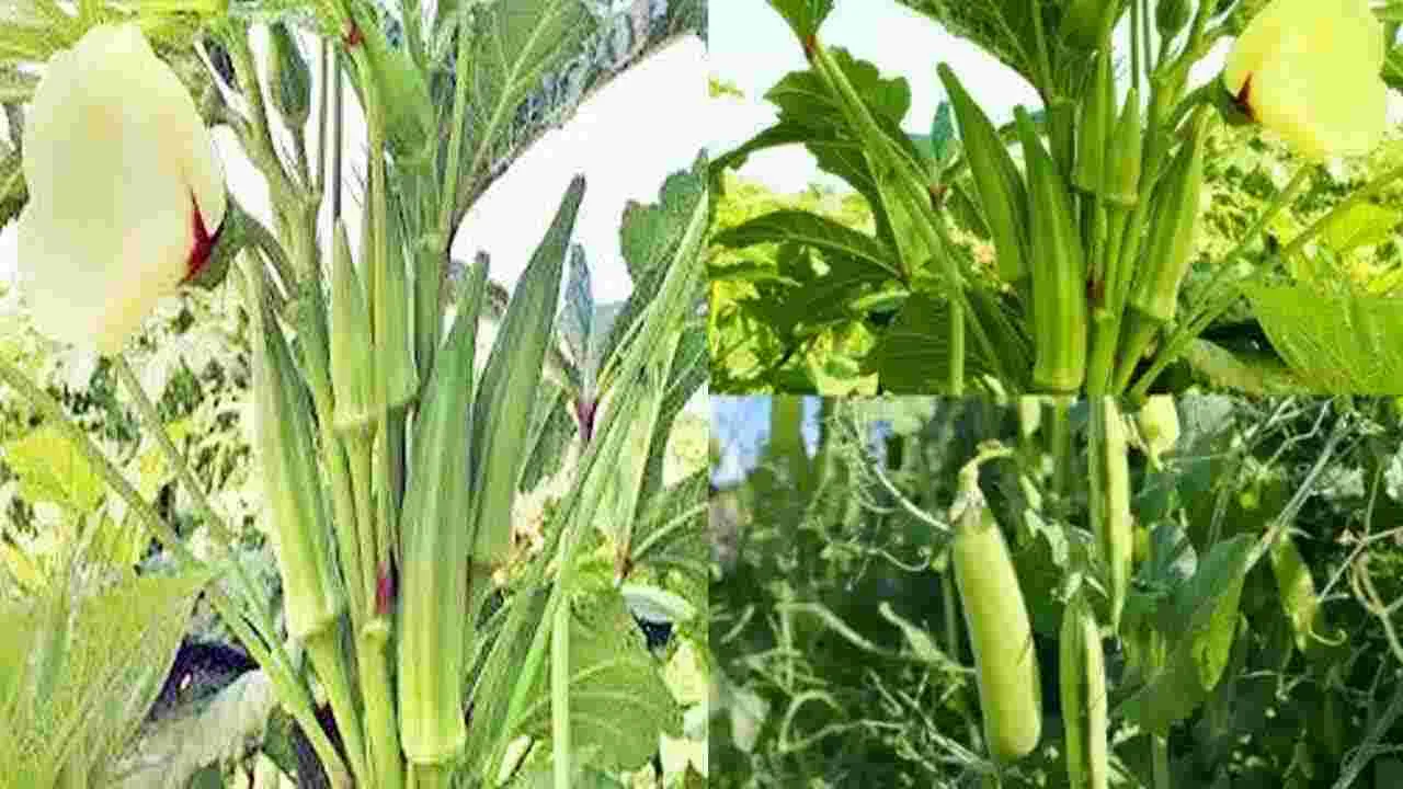 Benefits of Okra Cultivation: అన్నదాతలకు సిరులు కురిపిస్తున్న బెండ