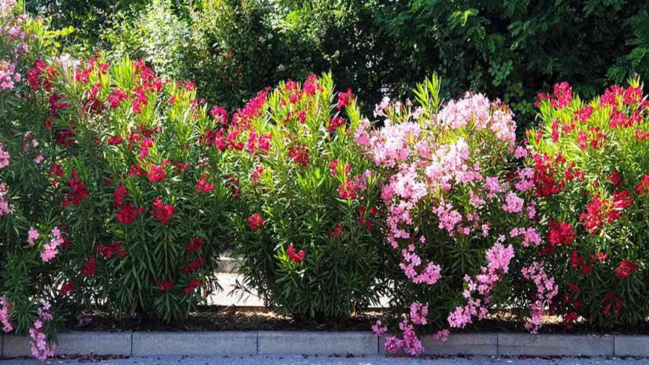 Snake Repellent Tips: పాములు రాకుండా ఉండాలంటే.. మీ ఇంటి చుట్టూ ఉండే ఈ చెట్లను వెంటనే పీకేయండి..