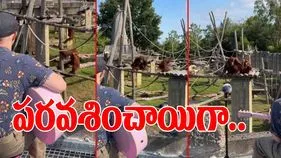 Orangutan Viral Video: గిటార్ సౌండ్ వినగానే ఈ ఒరంగుటాన్లు ఏం చేశాయో చూస్తే.. ఆశ్చర్యపోతారు..