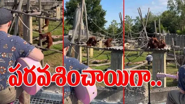 Orangutan Viral Video: గిటార్ సౌండ్ వినగానే ఈ ఒరంగుటాన్లు ఏం చేశాయో చూస్తే.. ఆశ్చర్యపోతారు..