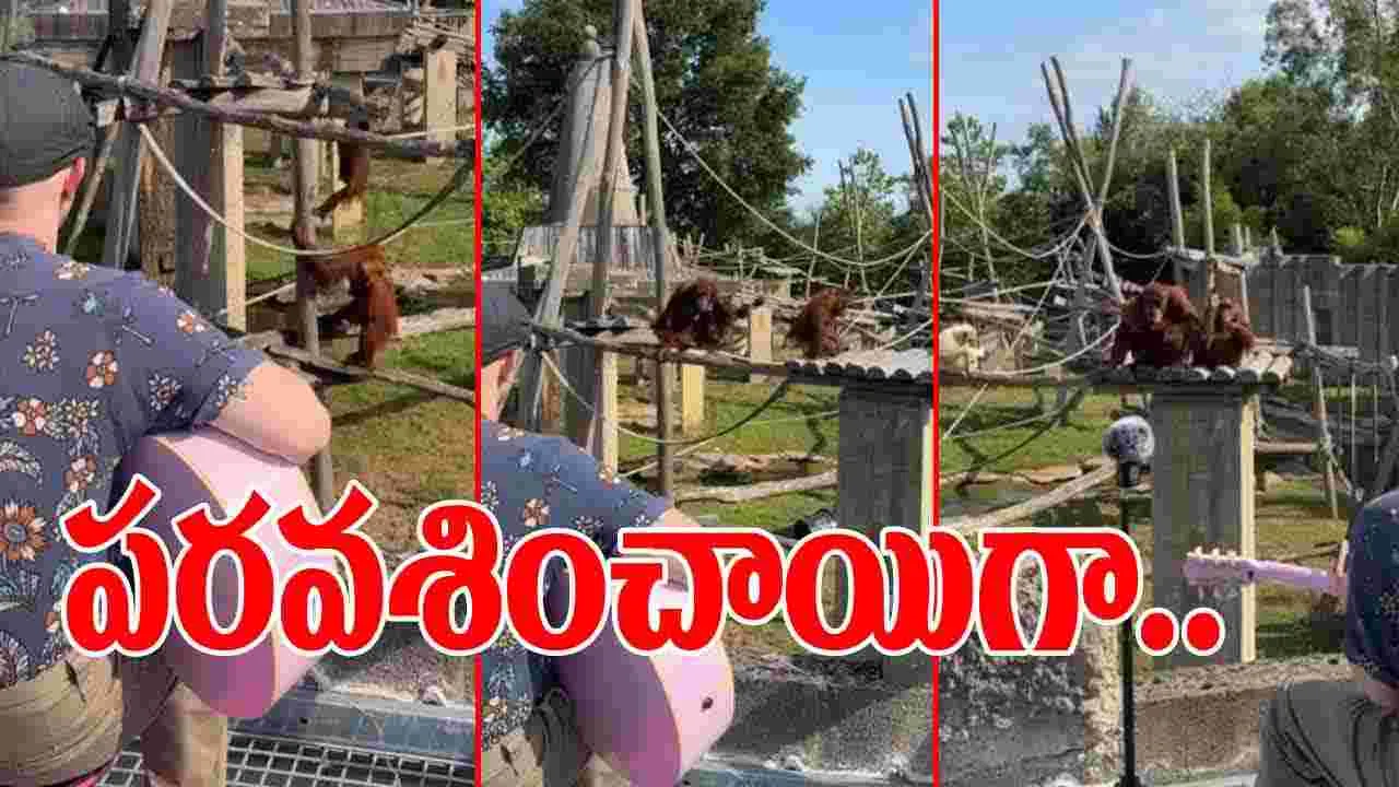 Orangutan Viral Video: గిటార్ సౌండ్ వినగానే ఈ ఒరంగుటాన్లు ఏం చేశాయో చూస్తే.. ఆశ్చర్యపోతారు..