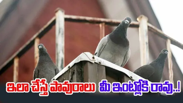 Pigeons Problem: పావురాళ్ల బెడద వదిలేలా