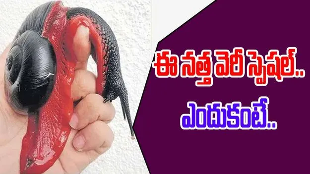 ఎర్రనత్త.. ఎంత అరుదో.. 