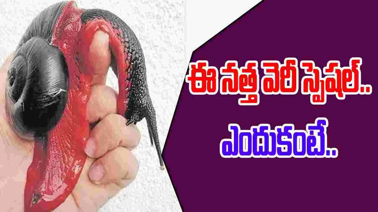 ఎర్రనత్త.. ఎంత అరుదో.. 