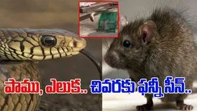 Snake And Rat Funny Video: ఎదురుగా ఉన్న ఎలుక.. పదే పదే కాటేస్తున్న పాము.. ట్విస్ట్ ఏంటో చూస్తే.. 