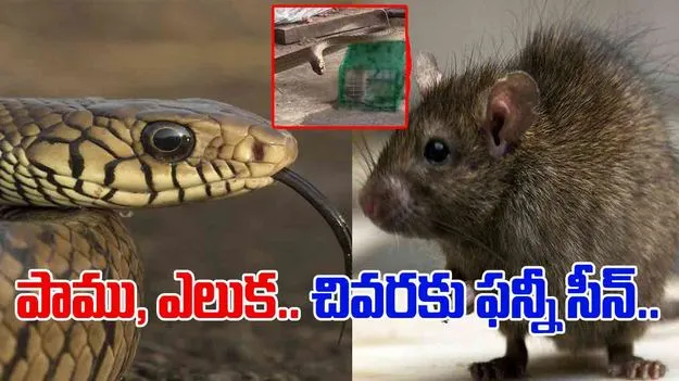 Snake And Rat Funny Video: ఎదురుగా ఉన్న ఎలుక.. పదే పదే కాటేస్తున్న పాము.. ట్విస్ట్ ఏంటో చూస్తే.. 