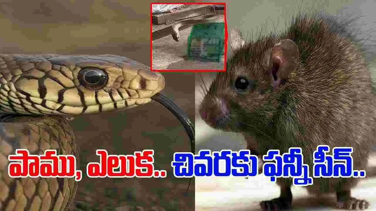 Snake And Rat Funny Video: ఎదురుగా ఉన్న ఎలుక.. పదే పదే కాటేస్తున్న పాము.. ట్విస్ట్ ఏంటో చూస్తే.. 