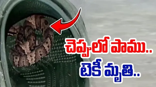Bangalore: చెప్పులో పాము.. కాటేయడంతో టెకీ మృతి