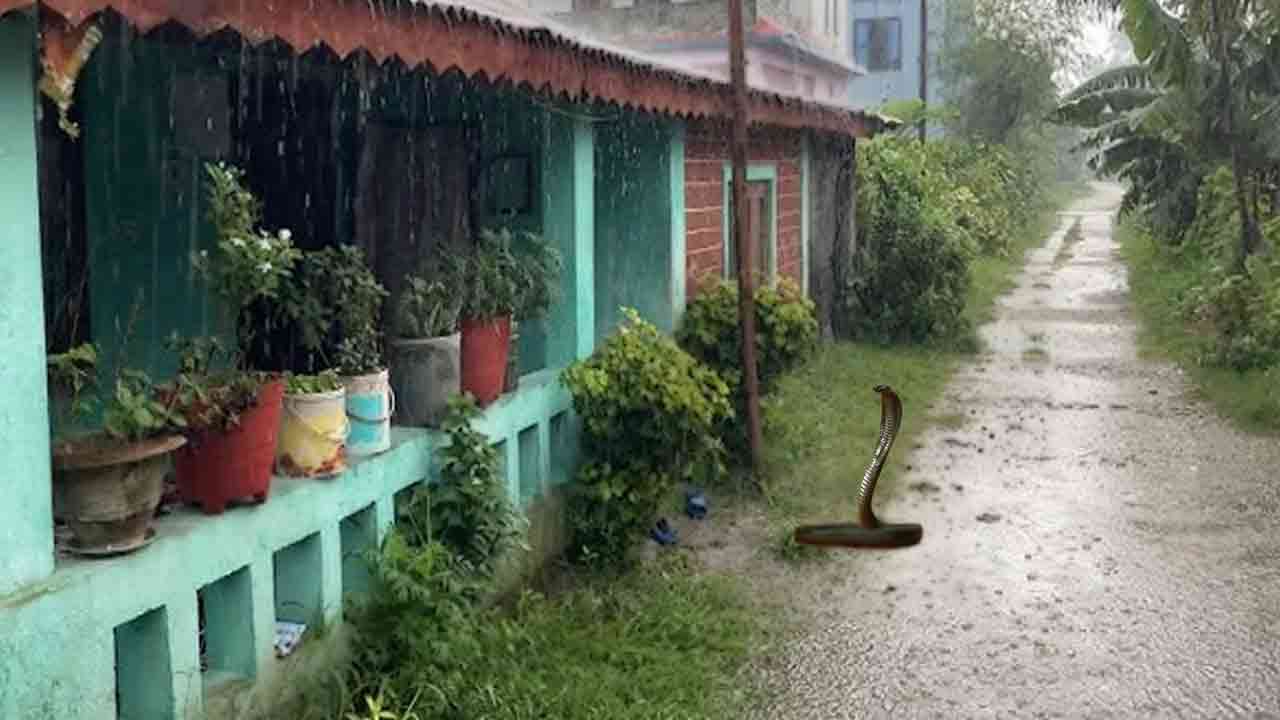 Snake Repellent Tips: పాములు రాకుండా ఉండాలంటే.. మీ ఇంటి చుట్టూ ఉండే ఈ చెట్లను వెంటనే పీకేయండి..