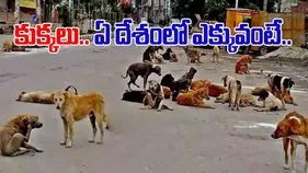 Dogs: ప్రపంచంలో కుక్కలు ఎక్కువగా ఉండే దేశం ఇదే.. ఇండియా ఏ స్థానంలో ఉందంటే..
