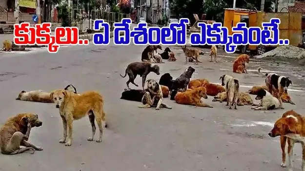 Dogs: ప్రపంచంలో కుక్కలు ఎక్కువగా ఉండే దేశం ఇదే.. ఇండియా ఏ స్థానంలో ఉందంటే..