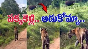 Tiger Viral Video: అడవి దున్నలా మజాకా.. కంటపడిన పులిని కాసేపటికే.. 