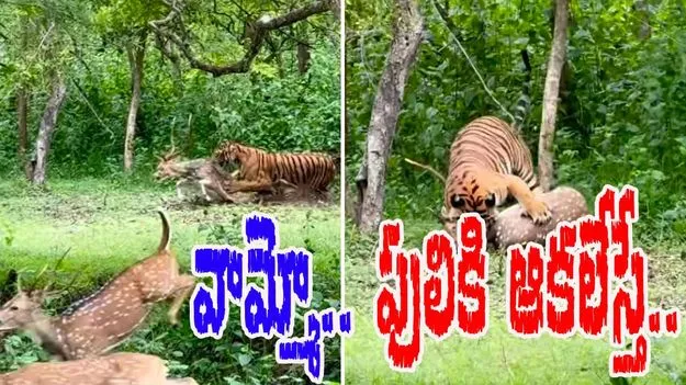 Tiger hunts deer: వామ్మో.. పులికి ఆకలేస్తే ఇలాగే ఉంటుంది.. పులికి చిక్కిన లేడి పరిస్థితి చూడండి.. 