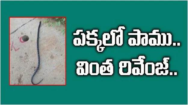 Drunk Man Bites Off Snakes Head: పామును పక్కలో పెట్టుకుని పడుకున్నాడు.. తెల్లారి చూస్తే షాక్..