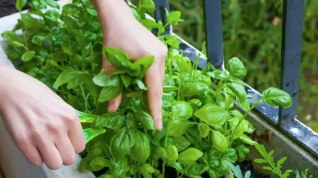 Basil Infusion Benefits:  ఎన్ని మందులు వాడినా జీర్ణక్రియ సరిగ్గా జరగకపోతే ఇలా చేయండి.!