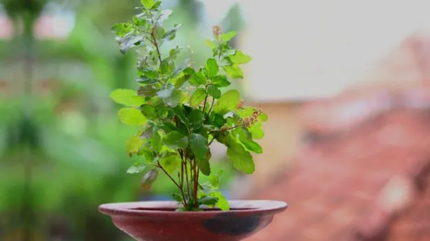 Tulsi Plant Vastu Rules:  వీటిని తులసి దగ్గర పెడితే దరిద్రం వెంటాడుతుంది.. జాగ్రత్త!