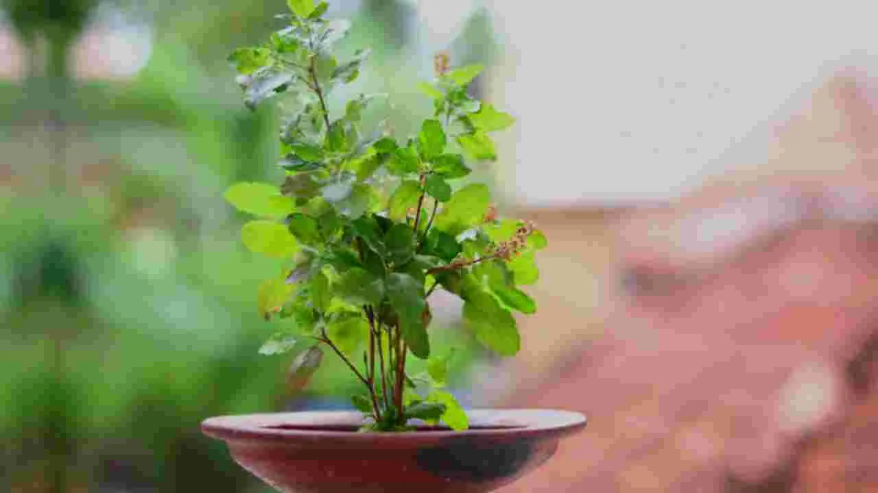 Tulsi Plant Vastu Rules:  వీటిని తులసి దగ్గర పెడితే దరిద్రం వెంటాడుతుంది.. జాగ్రత్త!