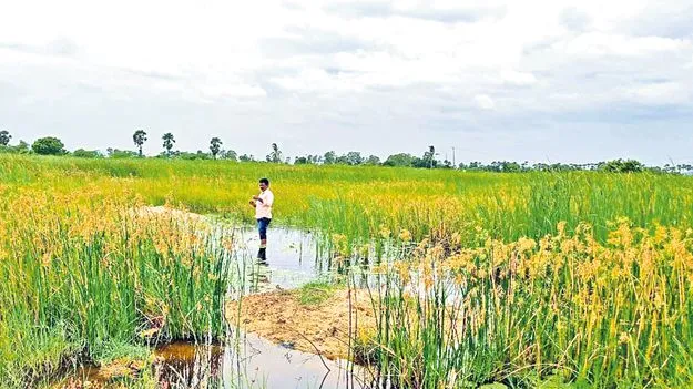 Sand Leveling Scam: చేయని చదునుకు  సాయం