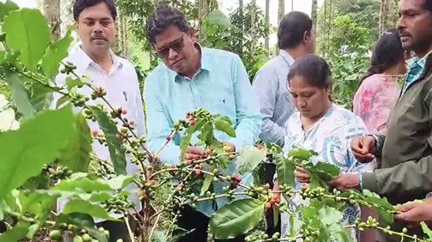 Coffee Plantation: కాఫీ తోటల రైతులకు అండగా ప్రభుత్వం
