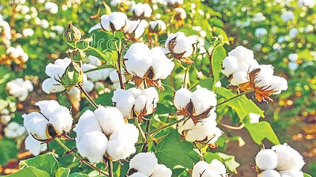 Guntur: పత్తి రైతుపై తేమ కత్తి