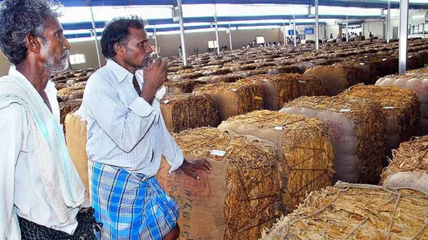 AP Government: బర్లీ పొగాకు రైతుల ఖాతాలకు నగదు