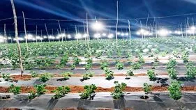 Horticulture Department: ఉద్యానశాఖలో పోస్టింగ్‌లు