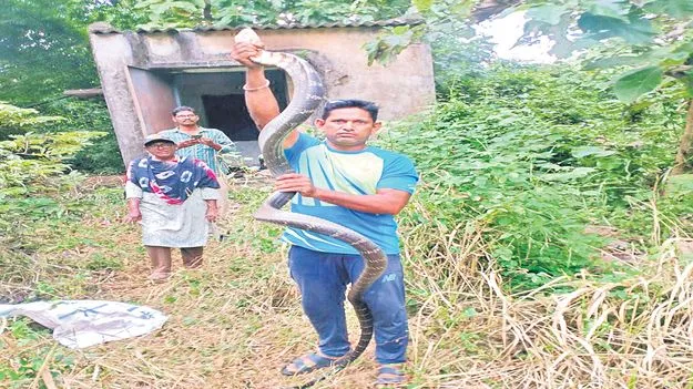 Seethampeta: 16 అడుగుల కింగ్‌ కోబ్రా