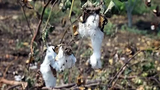 Guntur: సీసీఐకి జిన్నర్ల షాక్‌