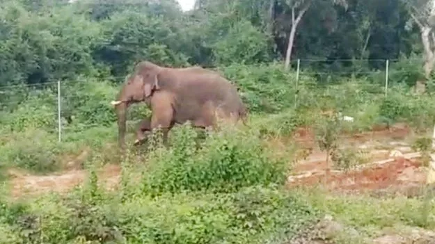 Forest Department: ఏనుగు దాడిలో గుంటూరు జిల్లా వ్యక్తి మృతి