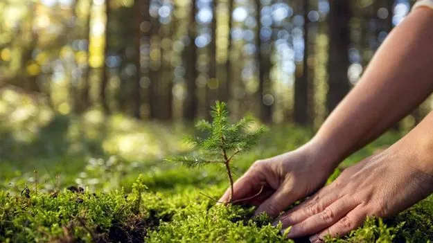 Green Credits: నాటిన చెట్లలో బతికున్న వాటికే గ్రీన్‌ క్రెడిట్స్‌