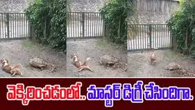 Puppy Imitates Turtle: ఈ కుక్కకు వెటకారం ఎక్కువనుకుంటా.. తాబేలు పక్కన ఏం చేస్తుందో చూస్తే.. 