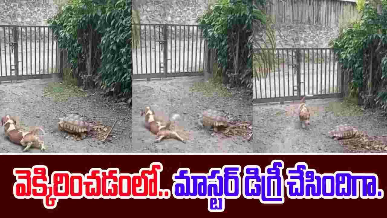 Puppy Imitates Turtle: ఈ కుక్కకు వెటకారం ఎక్కువనుకుంటా.. తాబేలు పక్కన ఏం చేస్తుందో చూస్తే.. 