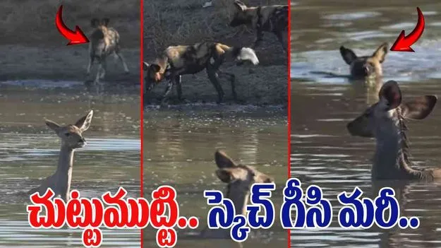 Wild Dogs Hunted Deer: అడవి కుక్కల స్కెచ్ మామూలుగా లేదుగా.. నీళ్ల మధ్యలో ఉన్న జింకను.. 
