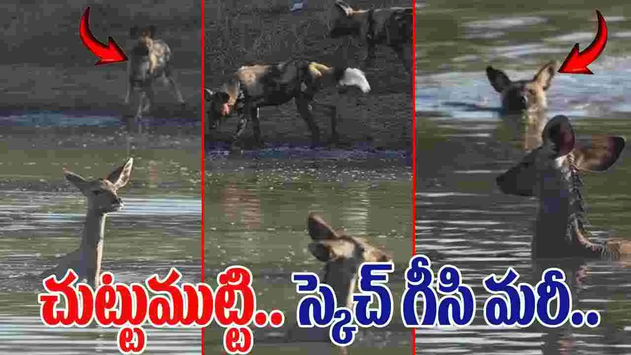 Wild Dogs Hunted Deer: అడవి కుక్కల స్కెచ్ మామూలుగా లేదుగా.. నీళ్ల మధ్యలో ఉన్న జింకను.. 