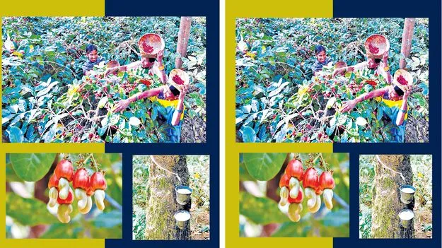 A Path to Sustainable Development: వాణిజ్య పంటలతో గిరిజనులకు ఆదాయం   