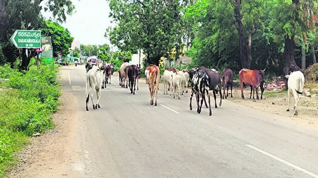 రోడ్లపై పశువుల సంచారం
