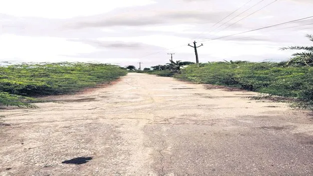 రోడ్డుని కప్పేసిన కంపచెట్లు 