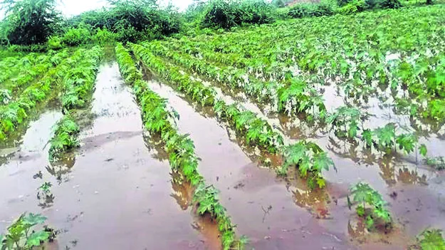 పంటలకు వర్షం దెబ్బ 