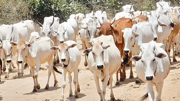  గాలి కుంటుతో ప్రమాదం