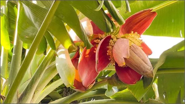 Banana Flower Benefits: ఈ పువ్వు షుగర్ పేషెంట్లకు దివ్యౌషధం!