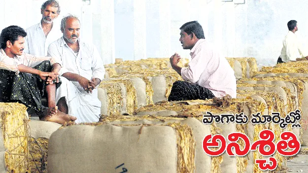 పొగాకు మార్కెట్‌లో అనిశ్చితి