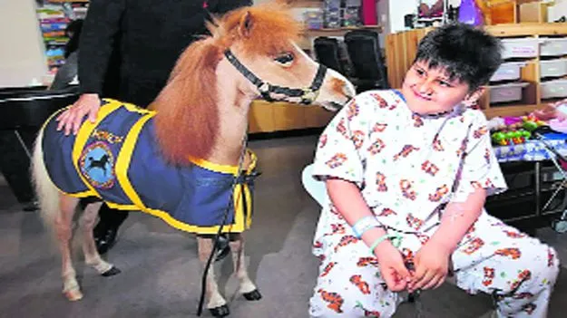 పొట్టి గుర్రాలతో థెరపీ..