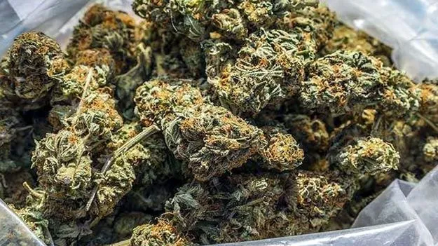 Hyderabad: బ్రీఫ్‌ కేసుల్లో గంజాయి.. ఒడిశా టు హైదరాబాద్‌ బస్సులో తరలిస్తూ..