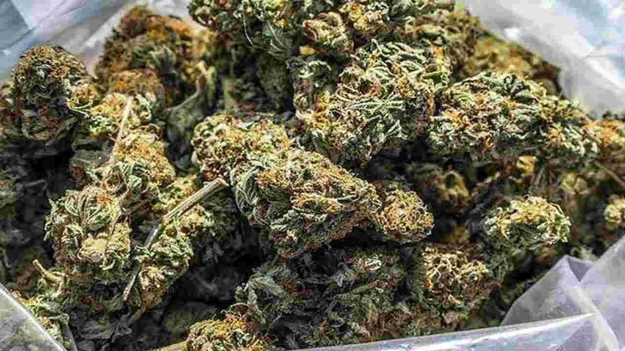 Hyderabad: బ్రీఫ్‌ కేసుల్లో గంజాయి.. ఒడిశా టు హైదరాబాద్‌ బస్సులో తరలిస్తూ..