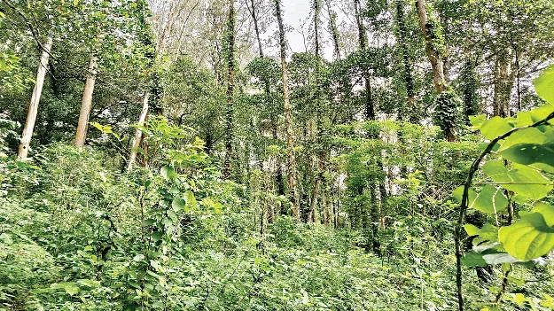 If Encouraged…  ప్రోత్సహిస్తే.. సిరుల పంటే! 